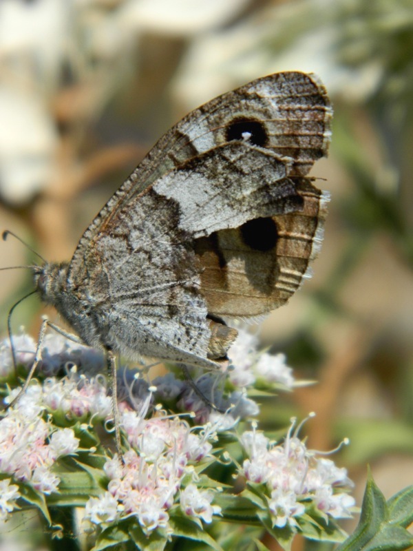 Hipparchia hermione?